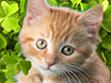Kitten and Shamrocks  -- Free Cute Holiday Animal, Desktop Wallpapers from American Greetings