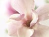 Orchid Bloom -- Free Easter wallpapers -- Yahoo! Greetings wallpapers