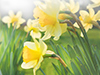 Field of Flowers  -- Free Celebrate Spring, Desktop Wallpapers from American Greetings