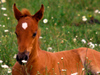 July Calendar  -- Free July Desktop Wallpapers from MSN Greetings
