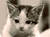 August Calendar  -- Free Cute Pets, Desktop Wallpapers from American Greetings