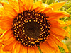 August Calendar  -- Free Traditional Calendar Nature, Desktop Wallpapers from American Greetings
