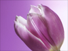 Tulips in Lavender  -- Free Celebrate Spring, Desktop Wallpapers from American Greetings