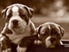 Wagonload of Puppies -- Free Dog wallpapers -- Yahoo! Greetings wallpapers