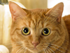 A Cat in Autumn  -- Free Cute Pets Celebrate Fall, Desktop Wallpapers from American Greetings