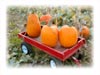 Wagonful of Pumpkins 