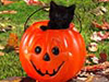 Cat-o-lantern 