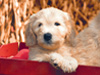Puppy Hayride  -- Free Cute Pets Celebrate Fall, Desktop Wallpapers from American Greetings