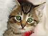 Cat in a Santa Hat 