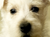 Puppy Time -- Free Dog wallpapers -- Yahoo! Greetings wallpapers