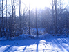 Winter Dawn  -- Free Just Because Nature, Desktop Wallpapers from American Greetings