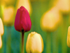 Blooming March Calendar  -- Free Just Because Calendar, Desktop Wallpapers from American Greetings