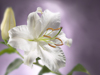 Easter Inspiration -- Free Easter wallpapers -- Yahoo! Greetings wallpapers