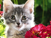 Kitty Garden  -- Free Pets Nature, Desktop Wallpapers from American Greetings