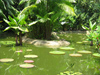 Exotic Lagoon