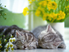 April Calendar  -- Free Pets Nature, Desktop Wallpapers from American Greetings