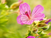 April Calendar  -- Free Traditional, Desktop Wallpapers from American Greetings