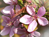 April Calendar  -- Free Traditional Calendar Flower,Traditional Calendar  Nature Desktop Wallpapers from American Greetings