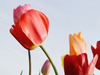 Tulip Row  -- Free Celebrate Spring, Desktop Wallpapers from American Greetings