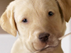 Puppy Patriot  -- Free Pets Holiday, Desktop Wallpapers from American Greetings
