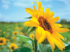 Sunflower Fields  -- Free Traditional Celebrate Summer, Desktop Wallpapers from American Greetings