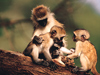 The Family Tree  -- Free Monkey, Animal Desktop Wallpapers from American Greetings