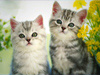June Calendar  -- Free Pets Nature, Desktop Wallpapers from American Greetings
