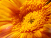 Sunlit Daisy  -- Free Traditional Celebrate Summer, Desktop Wallpapers from American Greetings