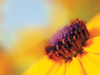 Personal Flower  -- Free Traditional Celebrate Summer, Desktop Wallpapers from American Greetings