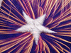 The Colors of Freedom  -- Free 4th of July, Holiday Desktop Wallpapers from American Greetings