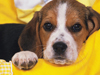 Cuddly Beagle -- Free Dog wallpapers -- Yahoo! Greetings wallpapers