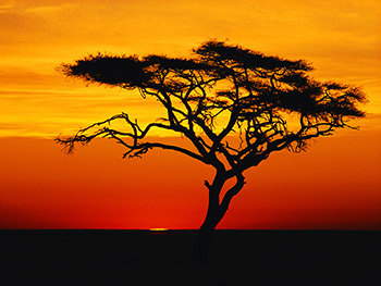 sunset silhouette tree