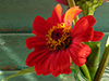 August Calendar  -- Free Traditional Calendar Nature, Desktop Wallpapers from American Greetings