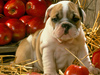 Red Apple Puppy  -- Free Cute Pets Celebrate Fall, Desktop Wallpapers from American Greetings