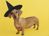 Wiener Witch  -- Free Pets Holiday, Desktop Wallpapers from American Greetings