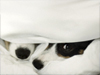 True Love Nose  -- Free Cute Pets Just Because, Desktop Wallpapers from American Greetings