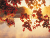 Autumn Leaves  -- Free Traditional Celebrate Fall, Desktop Wallpapers from American Greetings
