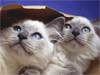 Cats in the Bag  -- Free , Desktop Wallpapers from American Greetings