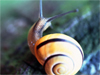 A Snail's Pace  -- Free , Desktop Wallpapers from American Greetings