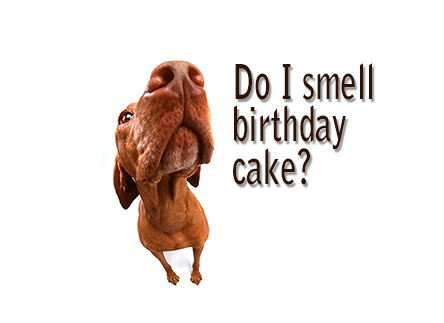 Smells like Birthday Cake