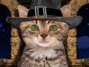 Bewitching Cat<br>Talking Card Halloween eCards