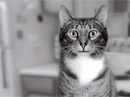 Cat Talk<br>Talking Card Birthday eCards