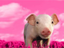 Hogs and Kisses<br>Talking Card Valentine's Day eCards