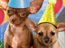Pooch Party<br>Talking Card Birthday eCards