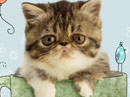Purrfect Friend<br>Talking Card Birthday eCards
