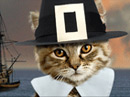 Kitty Pilgrim<br>Talking Card Thanksgiving eCards