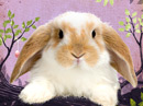 Bunny Banter<br>Talking Card Easter eCards