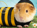 How Ya Bee?<br>Talking Card Easter eCards