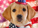 America Furever<br>Talking Card Labor Day eCards