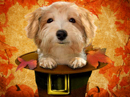 Pilgrim Pup<br>Talking Card Thanksgiving eCards